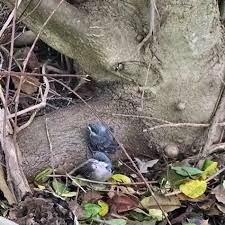 Once you've identified a healthy nestling, follow these steps to save baby birds! How To Help Baby Birds That Fall Out Of Their Nest Walking In High Cotton