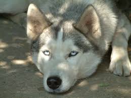 A White And Light Grey Siberian Husky With Blue Eyes They Are The Most Beautiful Dogs Ever Husky Siberien