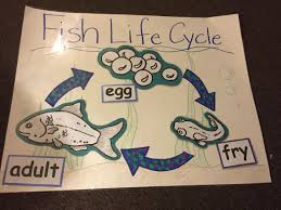 Fish Life Cycle Fish Life Cycle Fish Activities Rainbow Fish Activities