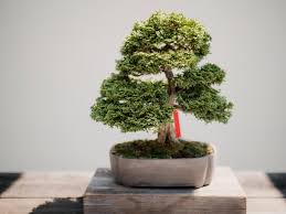 Tanaman ini merupakan tanaman yang kuat dan biasa tumbuh di. Cara Tips Sukses Membuat Bonsai Beringin Di Rumah Untuk Pemula Rumah123 Com