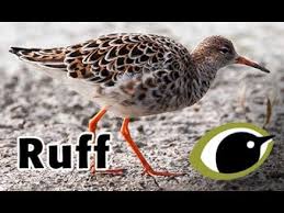 Browse the user profile and get inspired. Bto Bird Id Ruff Youtube