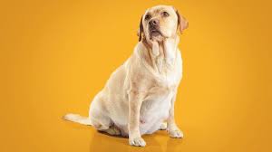 Dogs display specific symptoms that will allow you to know when the time has come for the puppies to be born. The Signs Of Labor In Dogs