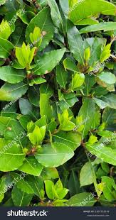 Image result for bay leaf bush foto