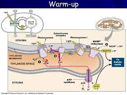 These high energy molecules are used for glucose synthesis in the dark reactions. Warm Up 1 Where Do The Light Dependent Reactions Take Place 2 Where Do Free E S First Gain E From The Sun During The Light Dependent Reactions Ppt Download
