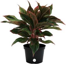 The leaves have an intriguing pattern that can be mottled or striped, and interestingly, there are no true stems on this plant that sprouts from a tuber. Amazon Com Costa Farms Aglaonema Red Chinese Evergreen Live Indoor Plant 14 Inches Tall Ships In Grower S Pot Garden Outdoor