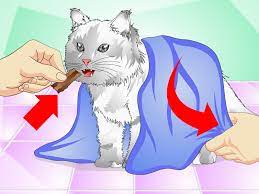How can i get my cat to take a pill? How To Give Cats Liquid Medicine 11 Steps With Pictures