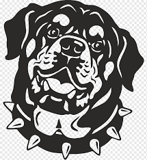Dog animal pet puppy cute nature portrait dogs mammal rottweiler. Rottweiler Bulldog Drawing Rottweiler Dog Mammal Carnivoran Dog Like Mammal Png Pngwing