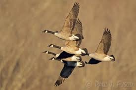 Canada geese pose a problem to humans on many different levels. Problems With Canada Geese