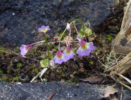 Image result for Utricularia striatula