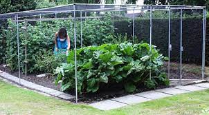 Check spelling or type a new query. Best Bird Netting 14 X 45 Ft Bird Net Smart Way To Protect Fruit Trees Bushes Birdsideas Fruit Cage Garden Netting Vegetable Garden