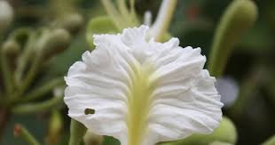 Image result for Berlinia orientalis