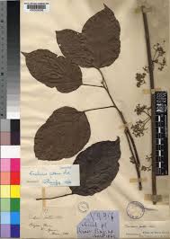 Image result for Triclisia