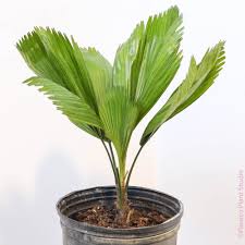 Image result for Licuala grandis