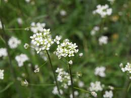 Image result for Capsella