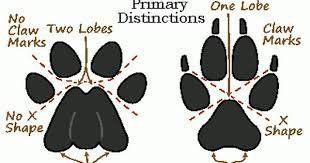 Cloud Peak Wilderness Mountain Lion Wolf Paw Print Mountain Lion Wolf Paw