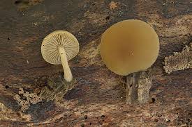 Image result for Simocybe centunculus
