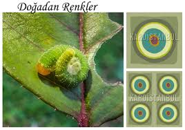 Karoistanbul Renklerini Dogadan Alan Sanat Renkler Doga Sanat