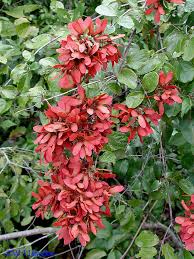 Image result for Heteropterys