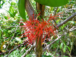 Image result for Combretum constrictum