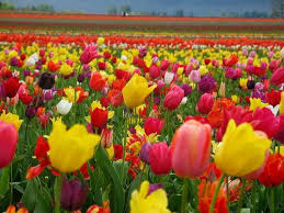 We did not find results for: Know How Tulip Flower Is Beneficial For Health And Beauty