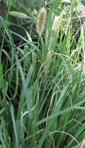Check spelling or type a new query. Pennisetum Fountain Grass At Portland Nursery And Garden Center