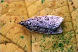 Image result for Scoparia subfusca