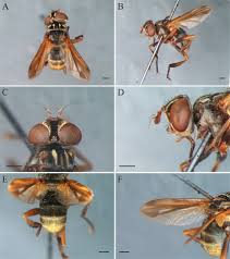 Image result for Terminalia trichopoda