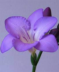 Blue Freesia Flower Google Search Bulb Flowers Freesia Flowers Rare Flowers