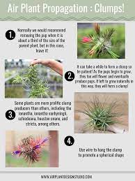 Air Plant Propagation Clumps Air Plants Care Propagating Plants Air Plant Garden