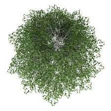 Plants Top View Stock Photos Pictures Royalty Free Plants Top View Images And Stock Photography Trees Top View Plants Birch Tree