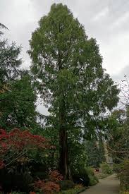 Botanischer Garten Picture By Rainer Lippert 13th Of October 2013 Con Imagenes Frankfurt Arboles Frankfurt Am Main