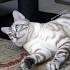 What is a Snow Bengal Cat? - Bengal Cat Club