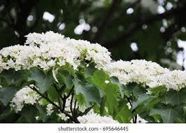 Image result for Vernicia fordii