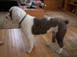 For the international phonetic alphabet transcription, the castilian way of saying the. Caring For A Spanish Water Dog S Coat