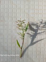 Image result for Eragrostis racemosa