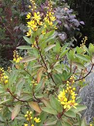 Image result for Ophrestia