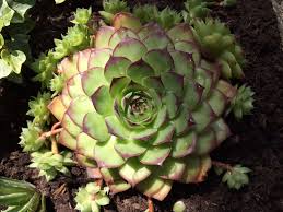 Hauswurz Mit Nachwuchs Succulents Vegetables Artichoke