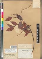 Image result for Orthopichonia cirrhosa