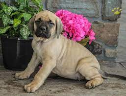 They will be ready for loving homes the week of march 23, 2021. Daphne English Mastiff Puppy For Sale In Orrstown Pa Happy Valentines Day Happyvalentinesday2016i