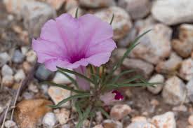 Image result for Ipomoea bolusiana