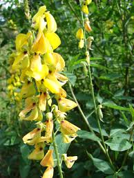 Image result for Crotalaria sphaerocarpa