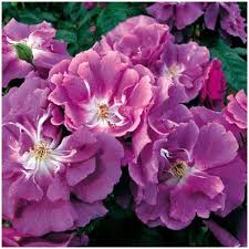 Fantasia sings full voice the entire time and dances with the energy that is rarely mayched by other artists. Rosier Rhapsody In Blue Frantasia Achat Rosier