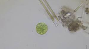 Mastigophora (use one or more flagella for locomotion), sarcodina (used pseudopodiafor locomotion and for capturing food) and sporozoawhich lack locomotive structures. Paramecium Bursaria Protozoan Under The Stock Video Pond5