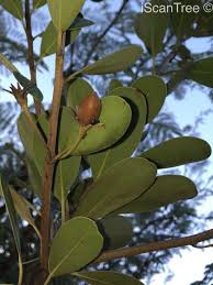 Image result for Manilkara