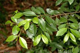 Image result for Elaeodendron