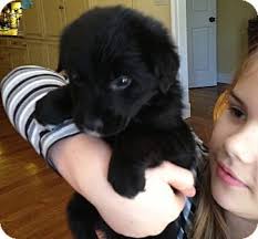 Over the years, angel adoption has helped thousands of expectant mothers from chicago, springfield, peoria and other illinois cities. Chicago Il Border Collie Golden Retriever Mix Meet Bear A Puppy For Adoption Puppy Adoption Pet Adoption Border Collie