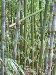 Image result for Bambusa
