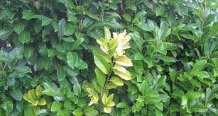 Check spelling or type a new query. Feuilles Jaunes Sur Un Laurier Palme Est Il Malade