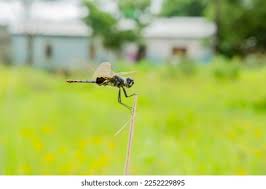 Image result for Pterygota