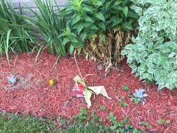 How to treat powdery mildew on garden phlox. Phlox 405270 Ask Extension